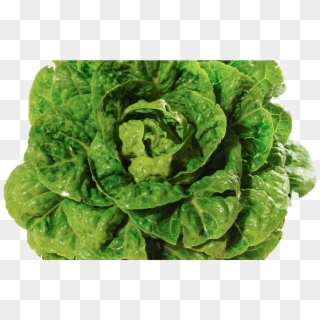 Lettuce Romaine - Spinach, HD Png Download