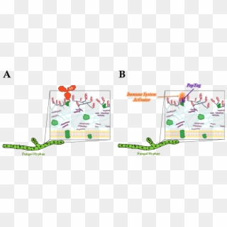 Schematic Comparison Of Antibody And Peptag In The - Animal, HD Png Download