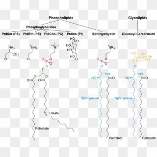 Phosphatidylethanolamine Phosphatidylcholine, HD Png Download