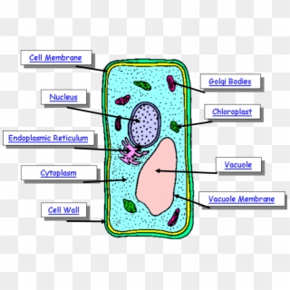Different Part Of A Plant Cell, HD Png Download