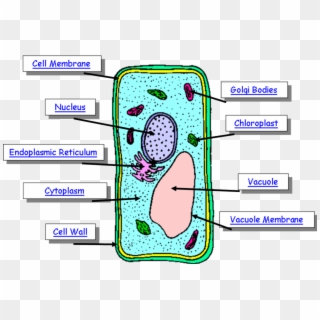 Image Showing Difference Between Animal Cell And Plant Animal And Plant Cell Easy Drawing Hd Png Download 957x405 3382652 Pngfind