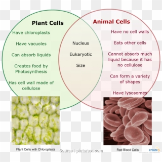 Venn Diagram Comparing Plant Cells And Animal Cells, HD Png Download