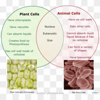 Image Showing Difference Between Animal Cell And Plant Animal And Plant Cell Easy Drawing Hd Png Download 957x405 3382652 Pngfind