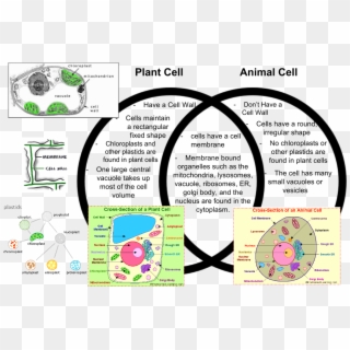 Animal Cells That Is Not In Plant Cells, HD Png Download