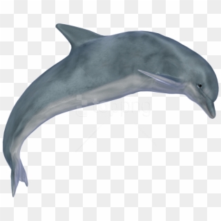 Free Png Download Dolphin Png Images Background Png - Dolphin Png Gif, Transparent Png