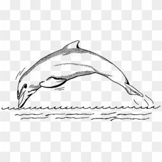 This Free Icons Png Design Of Dolphin 1 - Drawings Of Pink Dolphins, Transparent Png