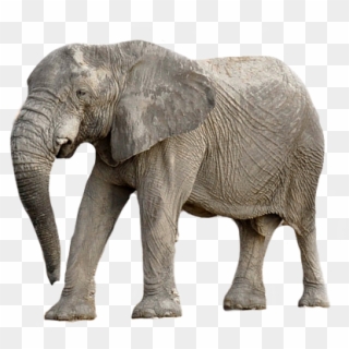 Elephant Animal Africa Transparent Background - รูป ช้าง พื้น หลัง สี ขาว, HD Png Download