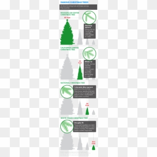 There Are Trees Around The Country With Real Star Power - Cut Christmas Tree In Payson, HD Png Download
