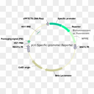 Ready To Produce Lentiviral Vectors With Specific Promoters - Circle, HD Png Download