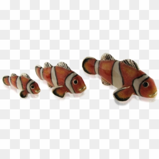 Saturno Clownfish Trio - Kingsnake, HD Png Download