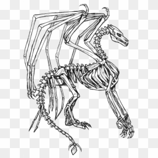 Skeleton Bone Dragon Coloring Pages - Skeleton Dragon Coloring Page, HD Png Download