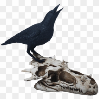 Price Match Policy - Crow, HD Png Download