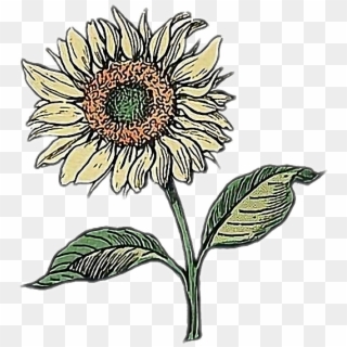 Sunflower Drawing Doodle Flower Aesthetic - Aesthetic Sunflower Drawing Easy, HD Png Download