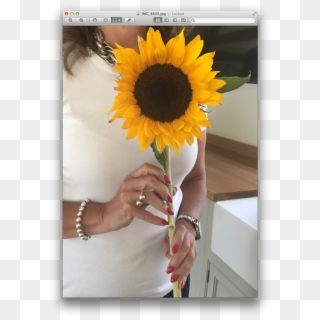 Order Your Party Kit At Http - Sunflower, HD Png Download