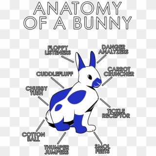 Anatomy Of A Bunny - Bunny Anatomy, HD Png Download