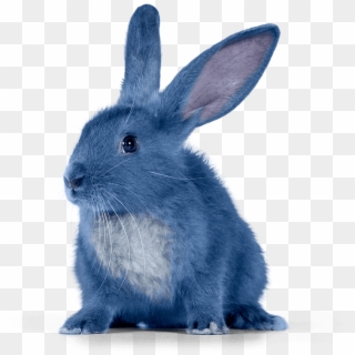 Blue Bunny Ice Cream Mascot, HD Png Download