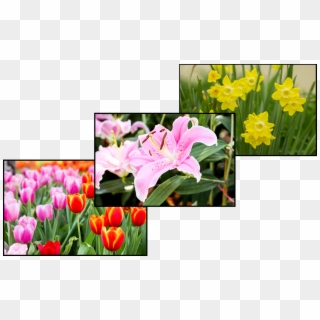 Lillies-etc, HD Png Download