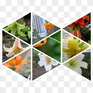 Click On An Image To Visit Gallery - Tiger Lily, HD Png Download