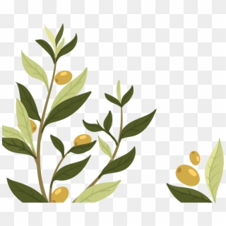 Plant Branch Png - Nature Republic Ultra Hydrate Olive, Transparent Png