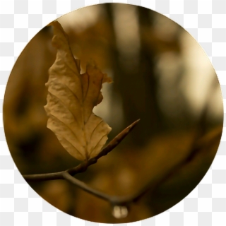 #leaf #branch #nature #brown #circle #aesthetic #aestheticcircle - Hình Chiếc Lá Mùa Thu, HD Png Download