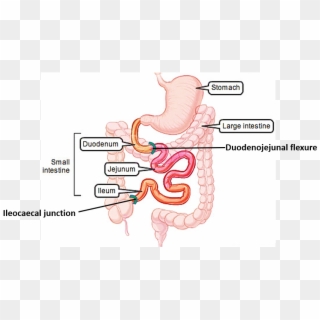 Parts Of Small Intestine - Parts Of Gastrointestinal Tract, HD Png Download