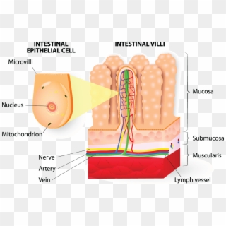 Microvilli Detail Of The Small Intestine Diagram - Epithelial Cell Small Intestine Structure, HD Png Download