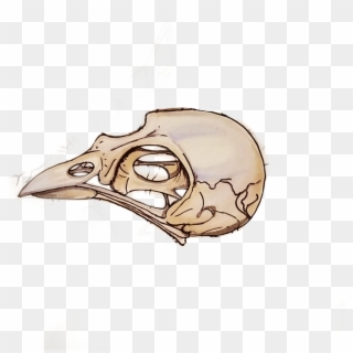 #bird #skull #comic #birdskull #drawing #tattooday - Illustration, HD Png Download