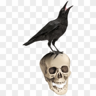 Beak Of Bird Crow, HD Png Download