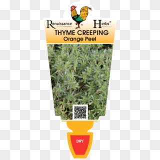 Thyme Creeping Orange Peel, HD Png Download
