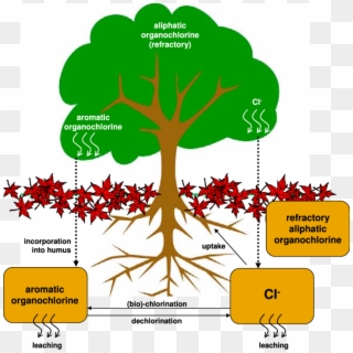 Schematic Of Biogeochemical Cl Cycling In The Forest - Root Causes Tree Template, HD Png Download