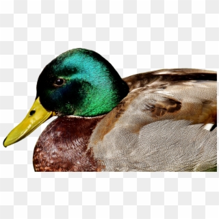 Duck Mallard Meadow Rest Drake Water Bird, HD Png Download