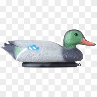 Plastic Mallard Duck -male - Mallard, HD Png Download