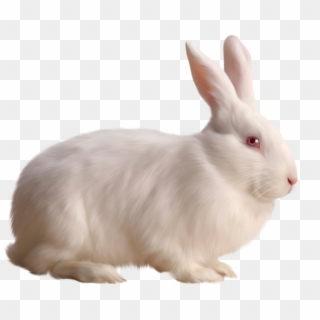 Cute White Mochi Png For Kids - Rabbit Png, Transparent Png