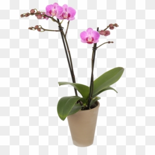 Our Little Beauty Captures All The Wonderful Aspects - Moth Orchid, HD Png Download