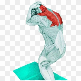14 Myswimpro Stretch Standing Assisted Neck Flextion - Standing Assisted Neck Flexion Stretch, HD Png Download