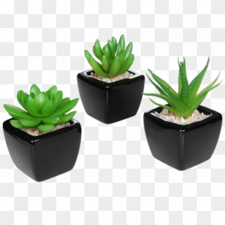 Small Desk Plants, HD Png Download