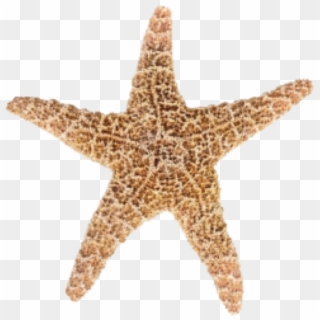 Designs Starfish Png - Transparent Star Fish, Png Download