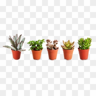 Looking To Buy Succulents The Orijean Carries Quality - Flowerpot, HD Png Download