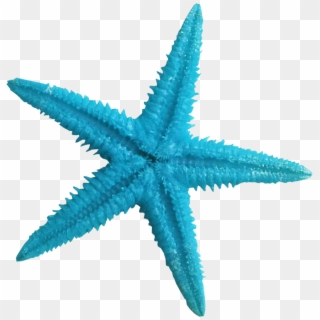 Turquoise Clipart Blue Starfish - Star Fish Seashells Png, Transparent Png