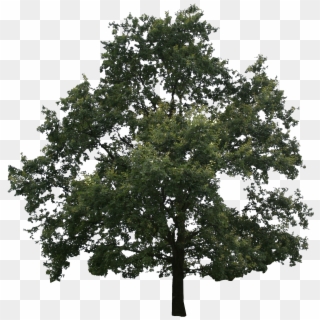 Oak Tree Png, Transparent Png