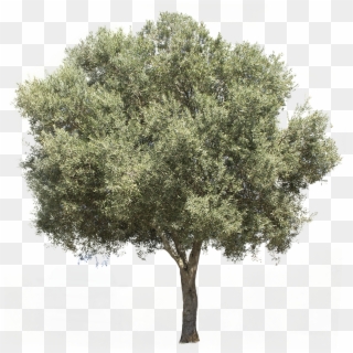 3709 X 3738 Pixels Png Image, With Transparent Background - Olive Tree Png Free, Png Download