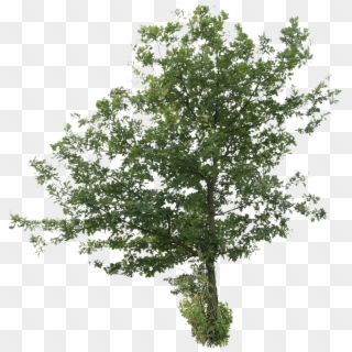 Oak Tree Png Download Image - Free Tree Cut Out, Transparent Png