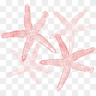Small - Coral Starfish Clipart, HD Png Download