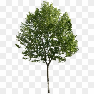 Tree Png For Architect, Transparent Png