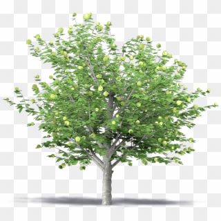 Apple Tree 3d Png, Transparent Png
