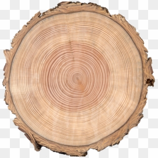Grissino-mayer, The University Of Tennessee, Knoxville - Wood Tree Rings, HD Png Download