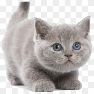 Kitten Png Image - Kittens With White Background, Transparent Png