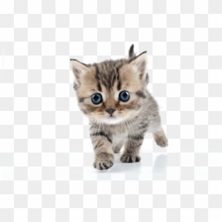 Kitten Transparent Image - Cute Kittens, HD Png Download