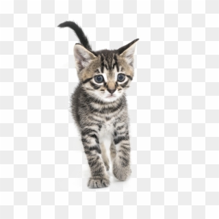 Kitten Png High-quality Image - Domestic Short-haired Cat, Transparent Png