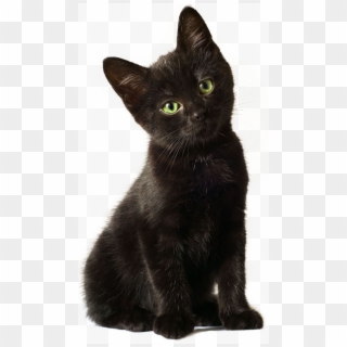 Black Kitten Png, Transparent Png